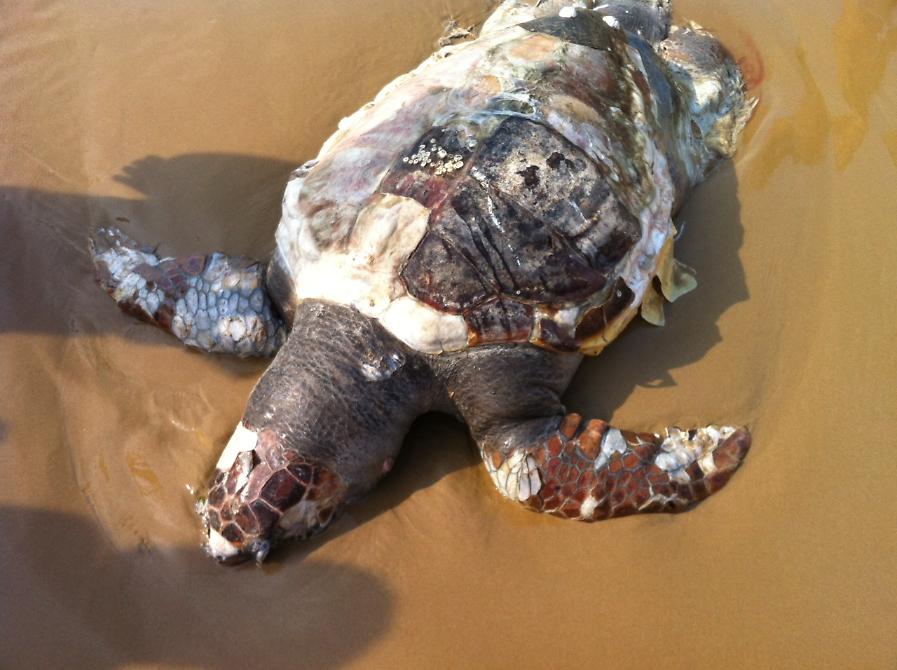 La tartaruga gigante spiaggiata (Ph. Antonella Caruso)