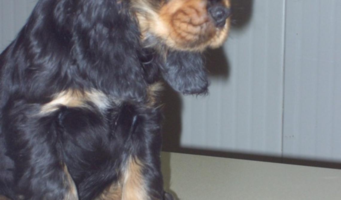 Smarrito un cocker nero a Manfredonia