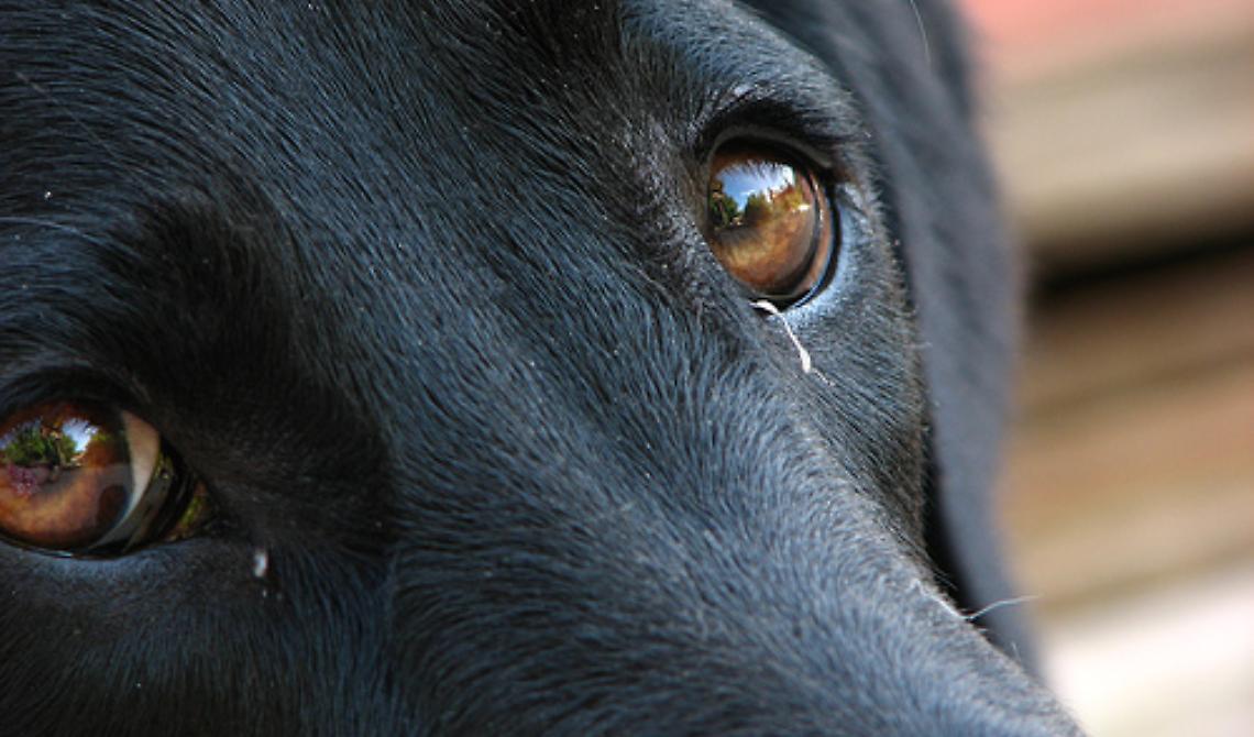 Lucky, una carezza per ingannare la morte