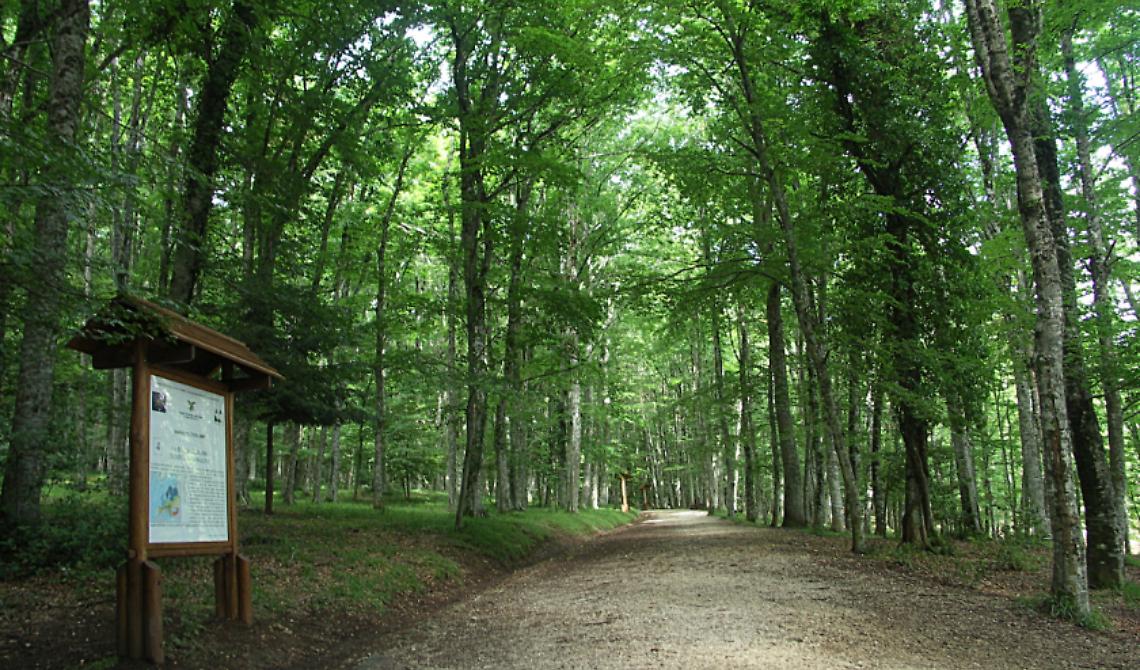 Tagli abusivi di alberi: un arresto