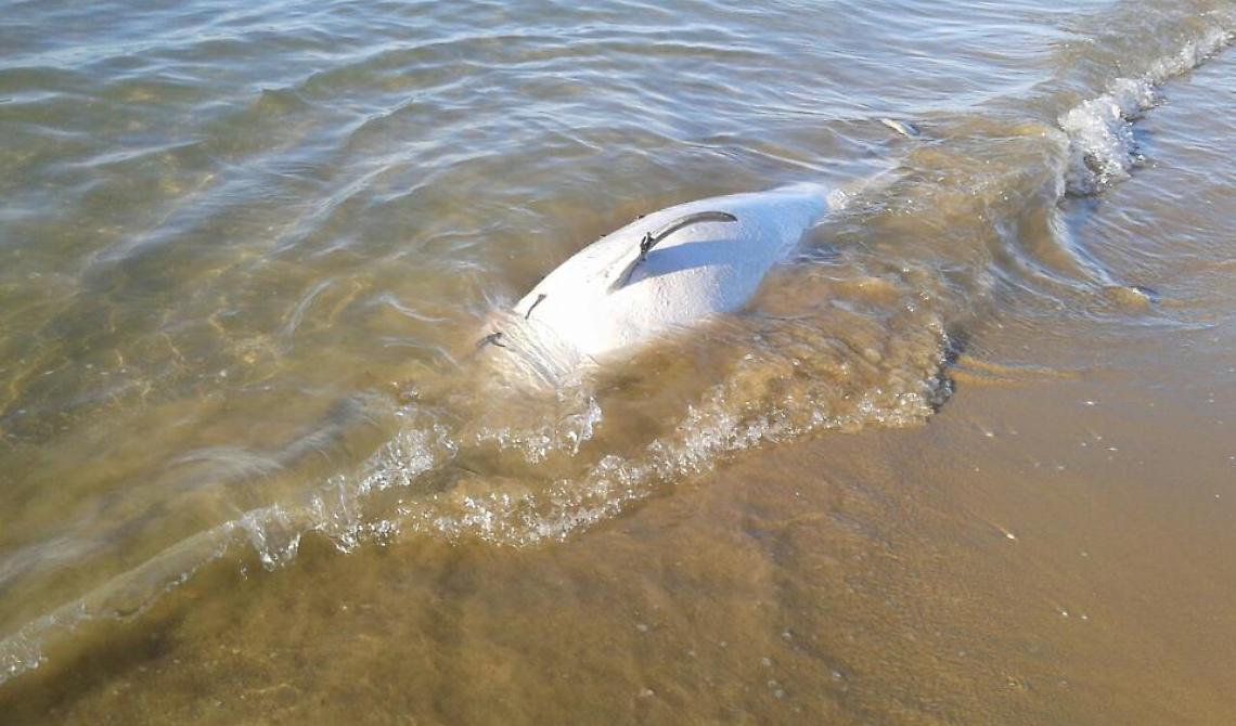 Trovata la carcassa di un delfino: stesso posto dove spiaggiarono 7 capodogli nel 2009
