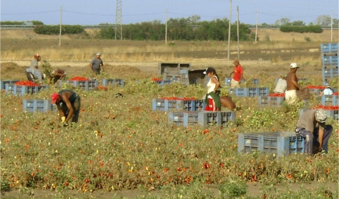 Immigrati in agricoltura 