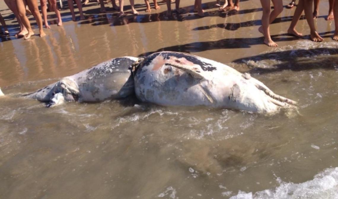 Foce Varano: delfino ritrovato morto, era legato