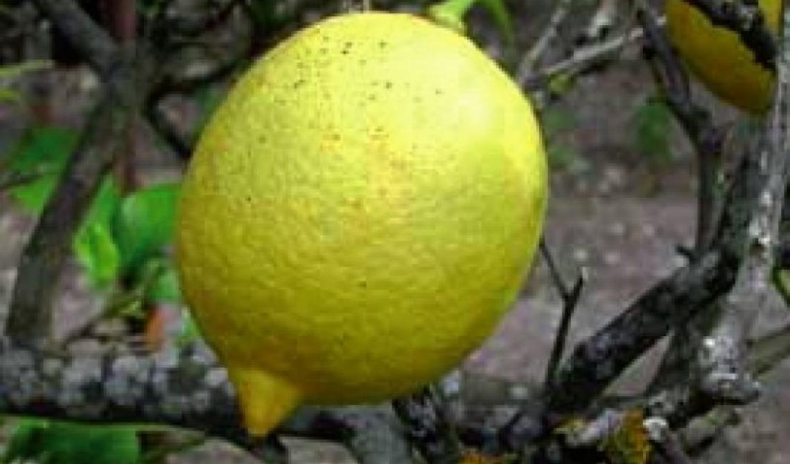 Oggi, 15 febbraio 2007, diventa Dop il limone femminello del Gargano