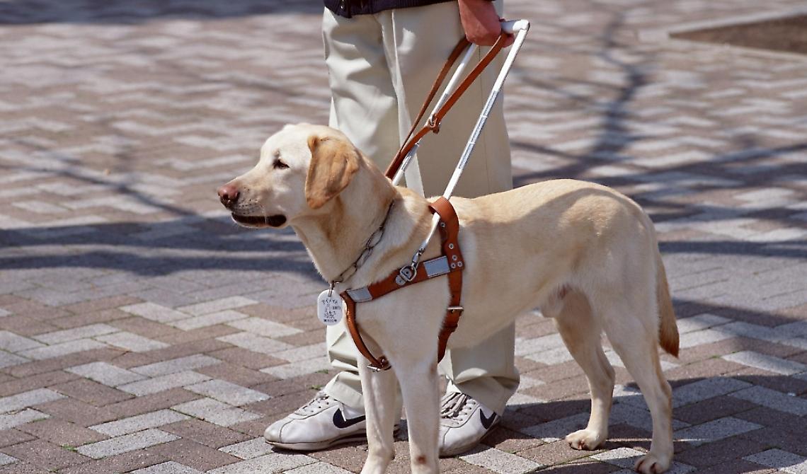 cane guida non vedenti