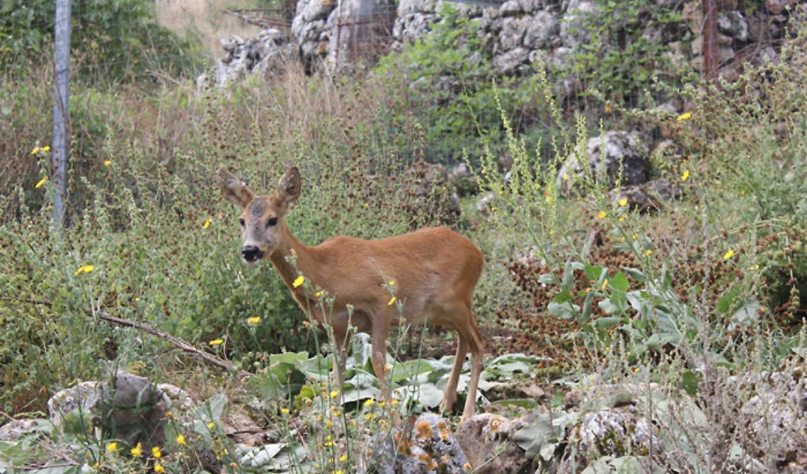 Parco Gargano adotta "Bambi" e lo affida all'allevatore che lo ha cresciuto