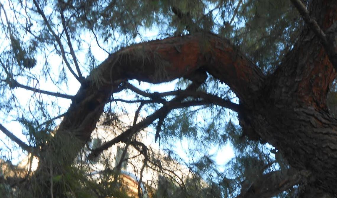 Abbattimento alberi in Piazza S. Francesco e Via Conte Appiano, Morese: «Erano a rischio caduta, li sostituiremo»