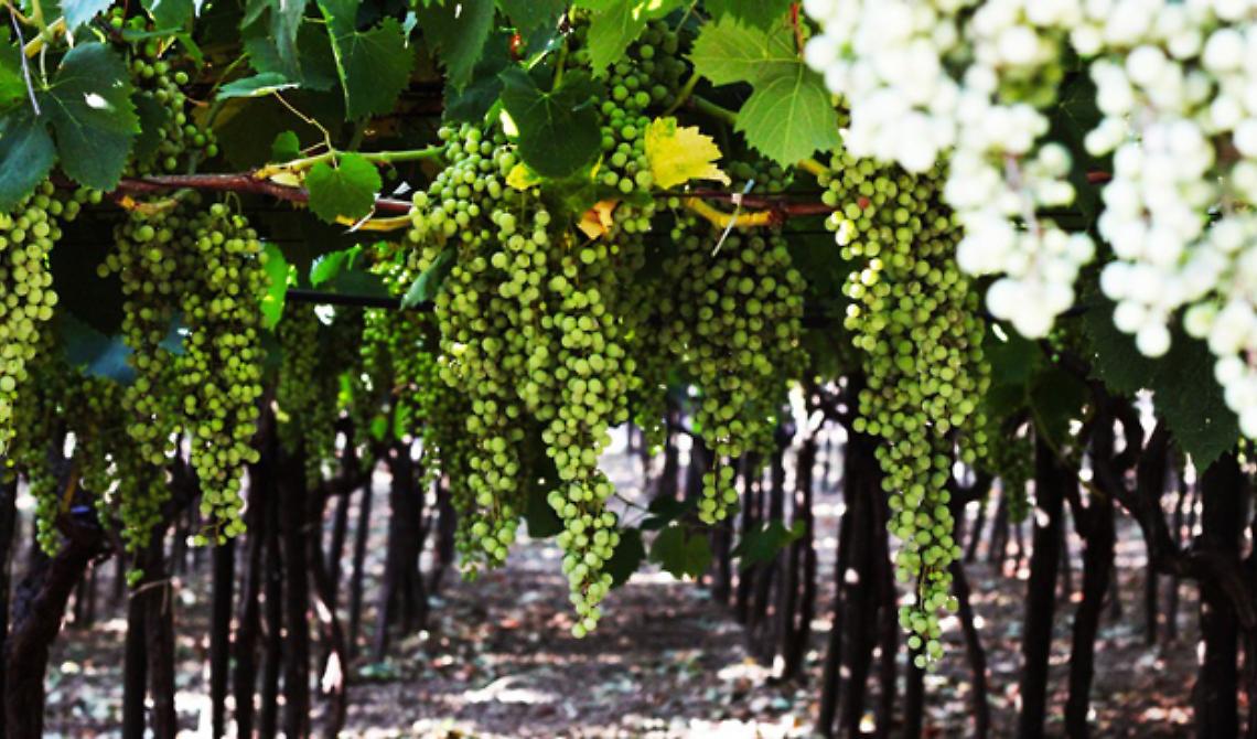 La Basilicata si prepara alla vendemmia 2017: «Ridotta ma di alta qualità»