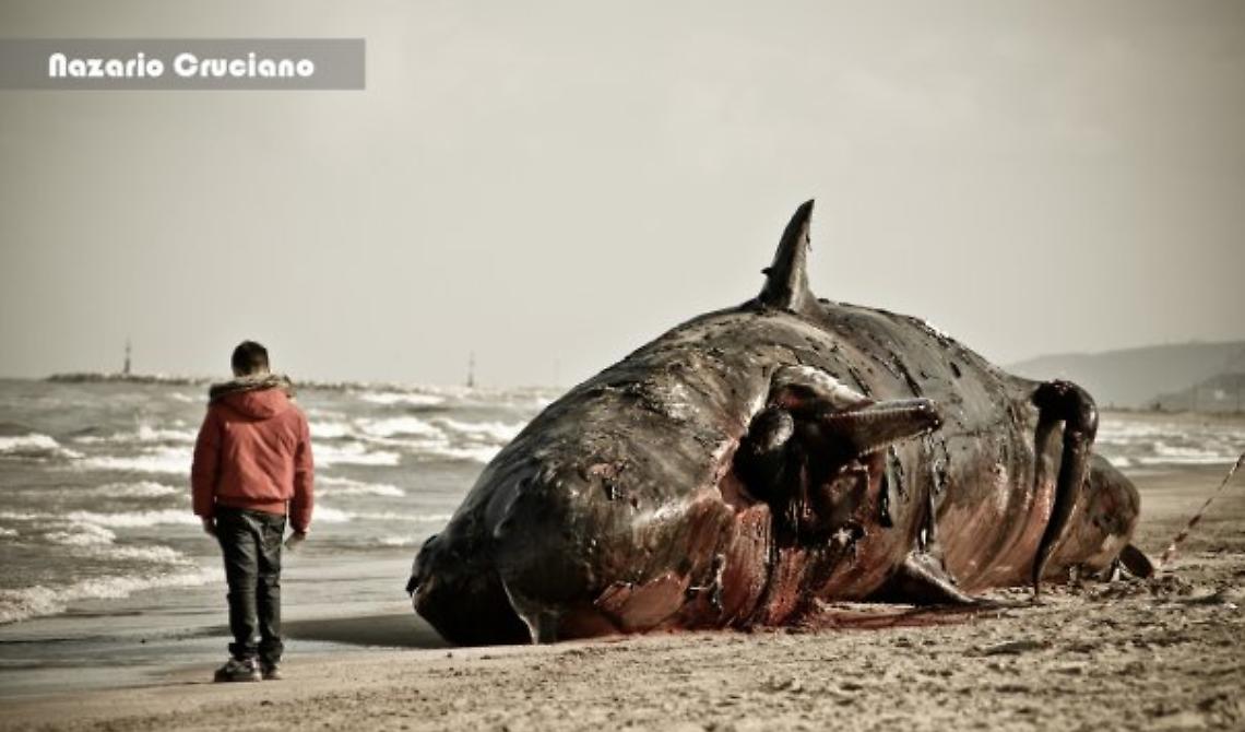 Oggi, 10 dicembre 2009, vicino a Peschici il più grande spiaggiamento di cetacei nel Mediterraneo: morirono 9 capodogli