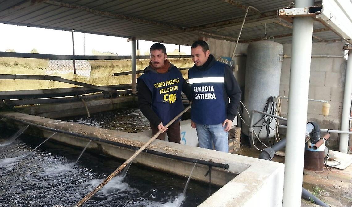 Lesina: “Operazione Christmas Fish” sequestrati nel foggiano 500 kg di Anguilla