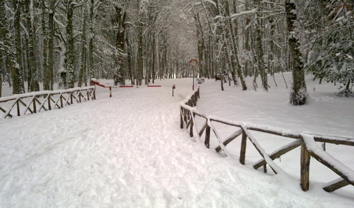 Foresta Umbra innevata