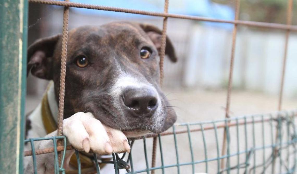 Canile lager a Foggia, non si tratta del centro Danny’s pet village
