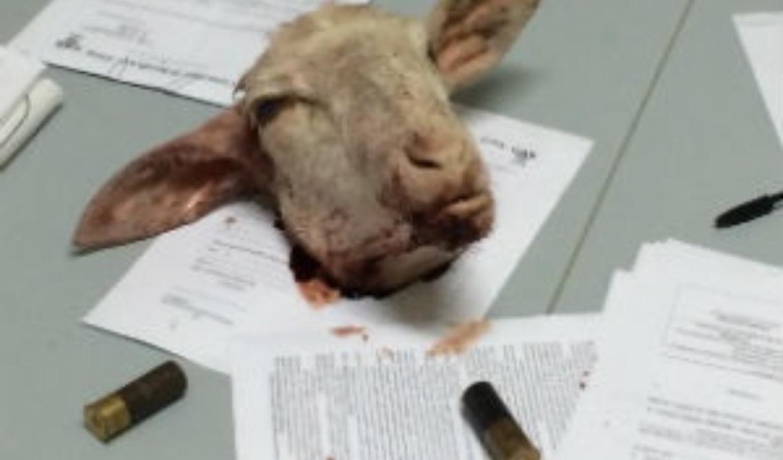 Orta Nova: testa d'agnello recapitata all'ex vice sindaco Rosaria Giannatempo
