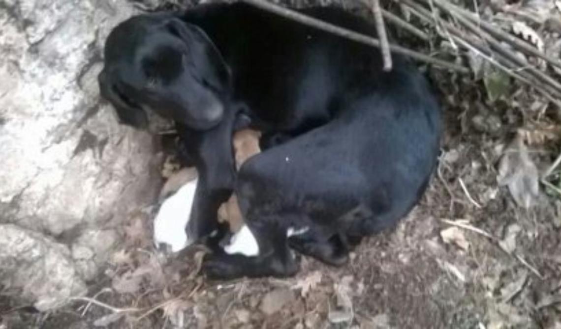 Chi è quell'animale che a Celle San Vito ha avvelenato un cane coi suoi cuccioli?