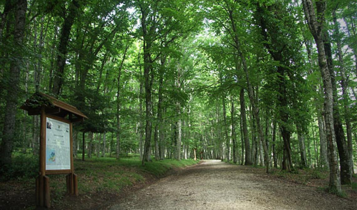 Turismo green? Si può, Aforis ci spiega come