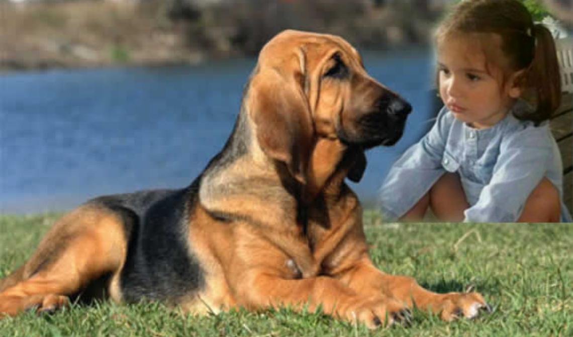 Chi è il cane che ha trovato la piccola Katia scomparsa a Montorio?