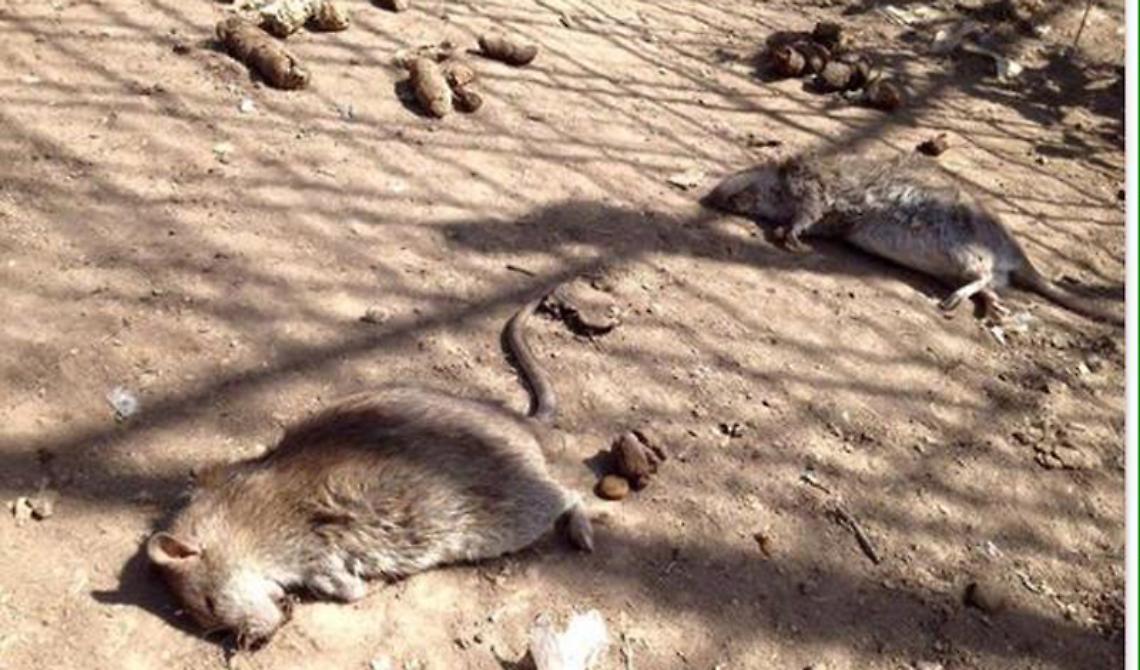 Cerignola, topi grossi quanto i cani che versano in situazione disperata