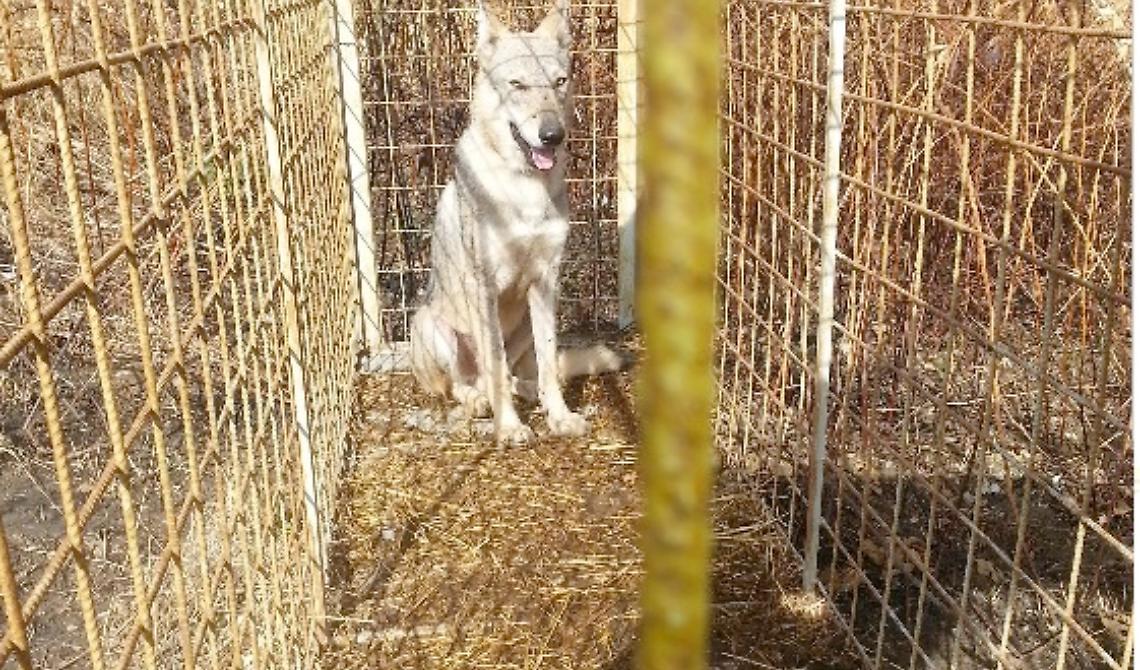 Serracapriola, faceva razzia di pecore: catturato un cane lupo