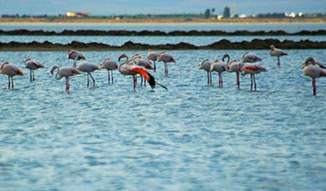 Giornate birdwatching alle Saline