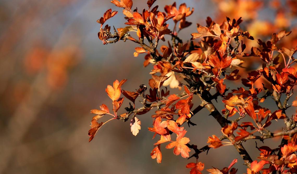 Foggia stregata dalla "Magie d'autunno"
