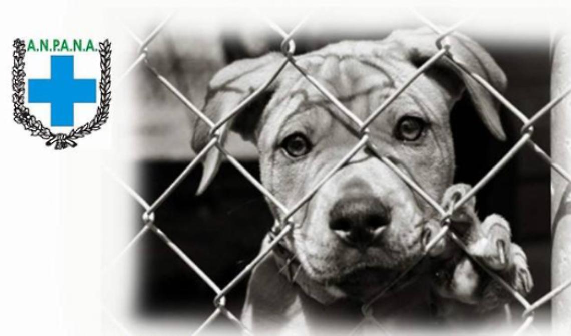 'Zero cani in canile', se ne discute a Cerognola