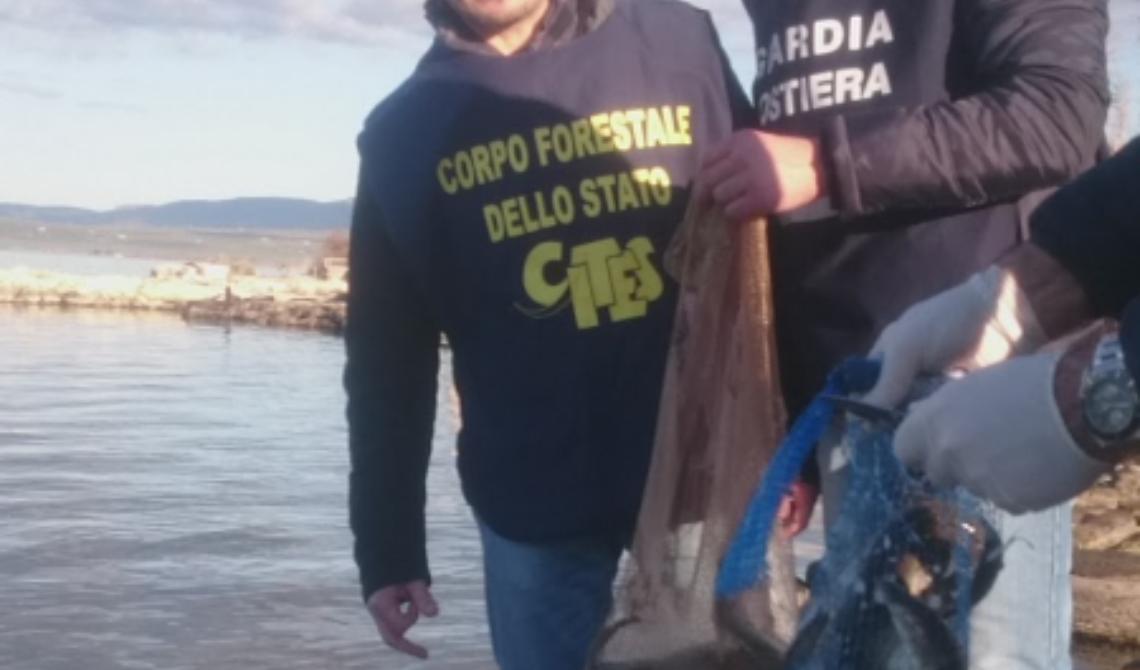 Blitz del Corpo Forestale: liberate anguille per 100 chili