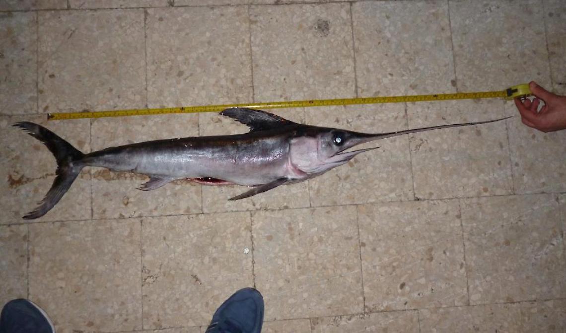 Vieste, la capitaneria di Porto sequestra pesce neonato