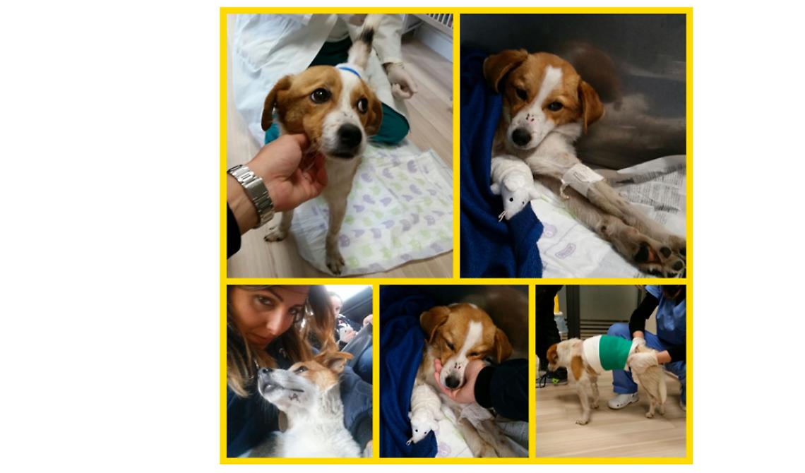 La storia di Trenino, il cagnolino salvato dalla capotreno e che ora cerca casa