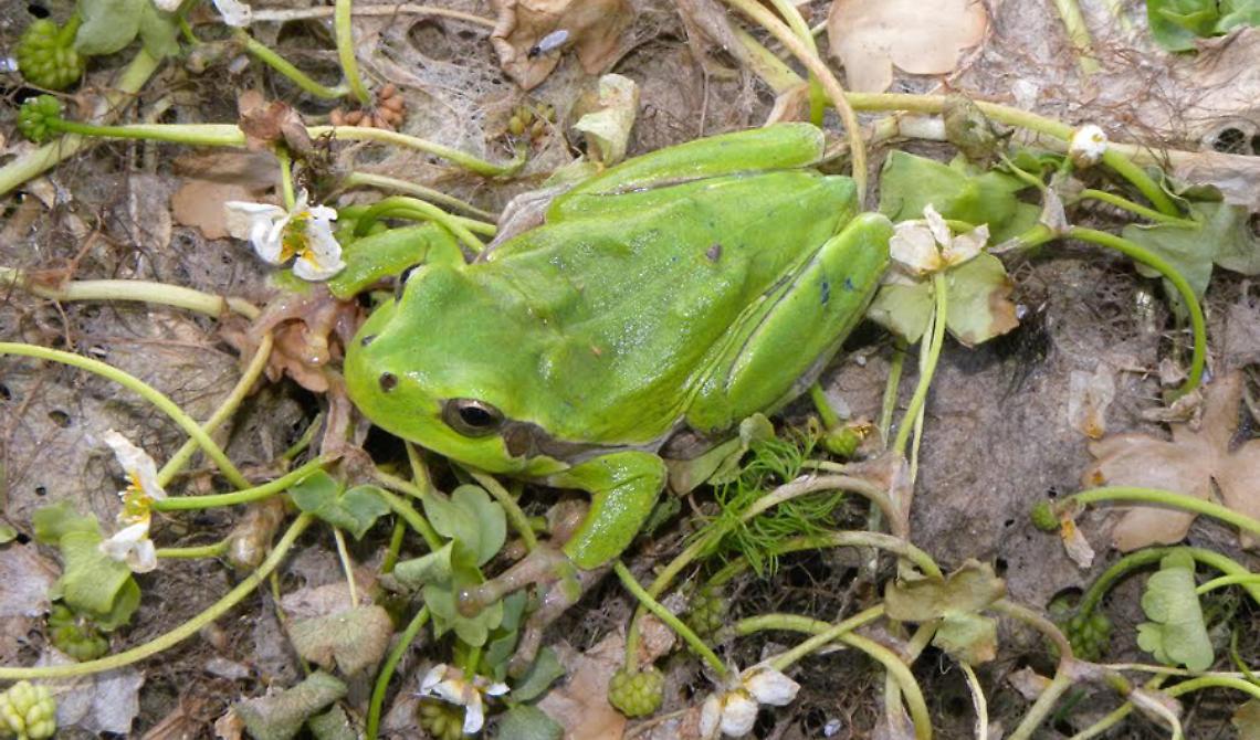 Le raganelle del Parco del Gargano oggi a Geo&Geo