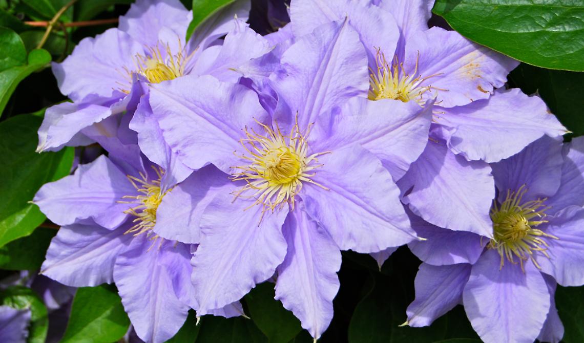Bello, vero? È il fiore dell'indifferenza!