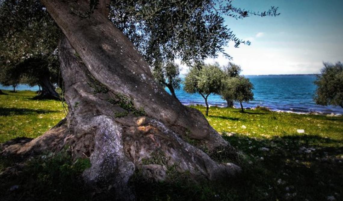 Una foto del Parco Nazionale del Gargano in mostra a New York