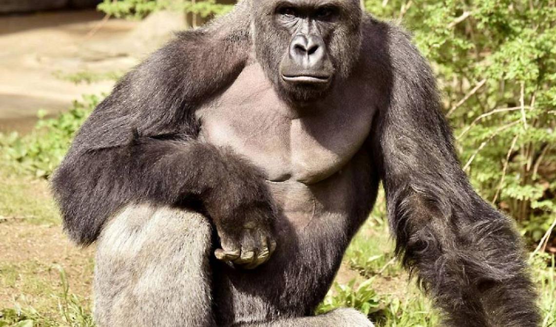 Harambe, l'ennesima tragedia degli zoo