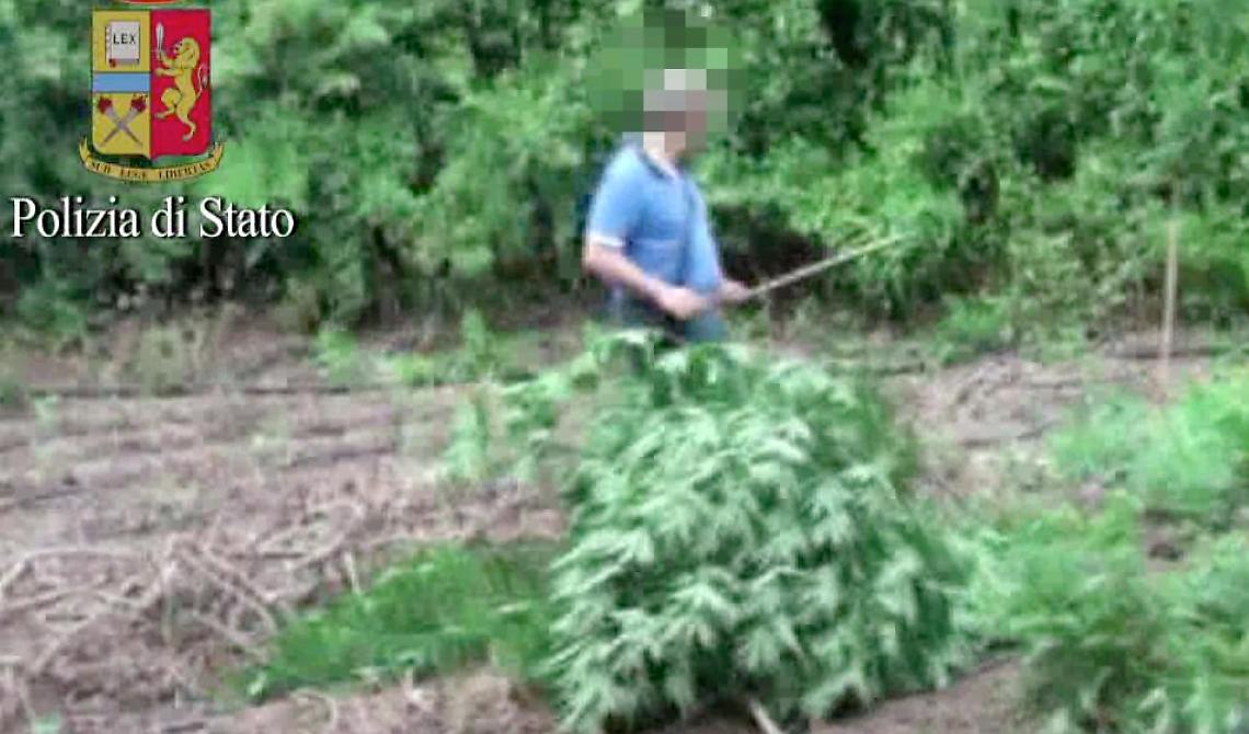 La sua  "Jamaica" nelle campagne di Serracapriola: arrestato per coltivazione di marijuana un 37enne