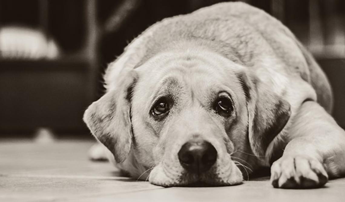 Crimini contro gli animali, in provincia di Foggia il maggior numero dei reati commessi in Puglia