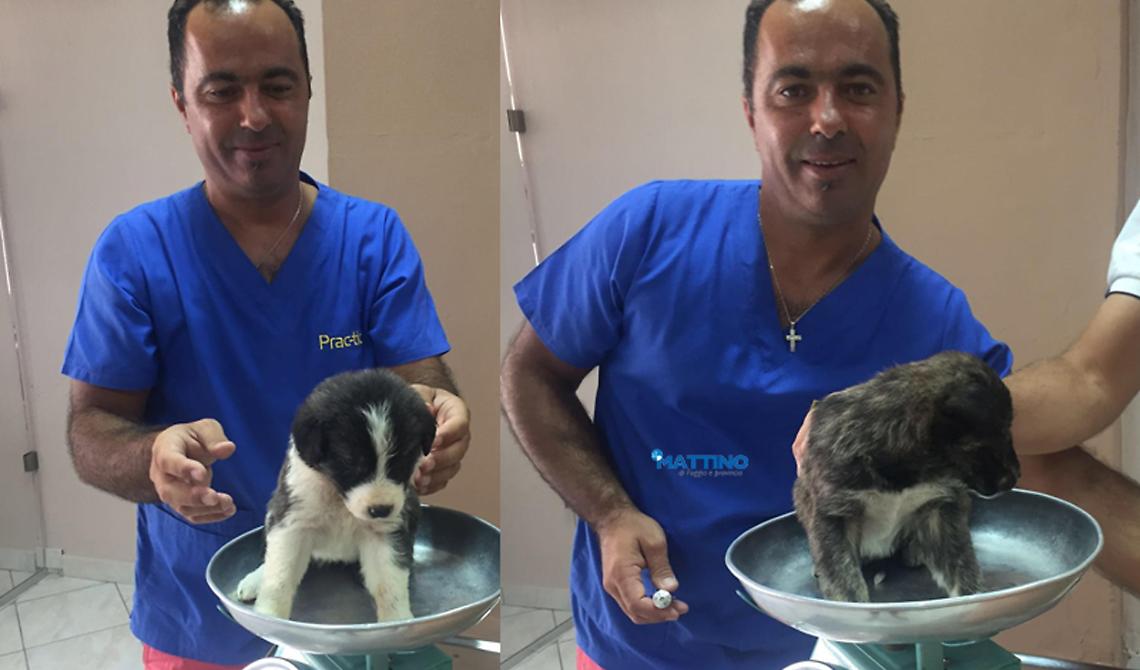 Il deputato brindisino Ciracì "eroe" in Grecia: si tuffa in un fiume per salvare 5 cagnolini