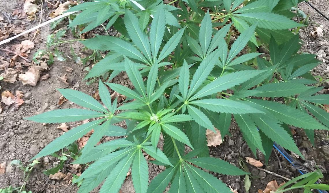 Furto di cannabis terapeutica a Foggia, destinata ad una farmacia