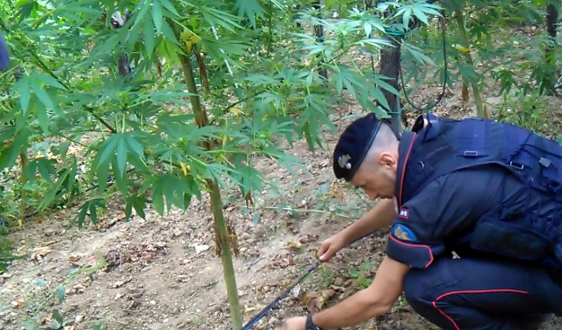 San Nicandro Garganico, reclutava stranieri per la lavorazione della droga: un arresto