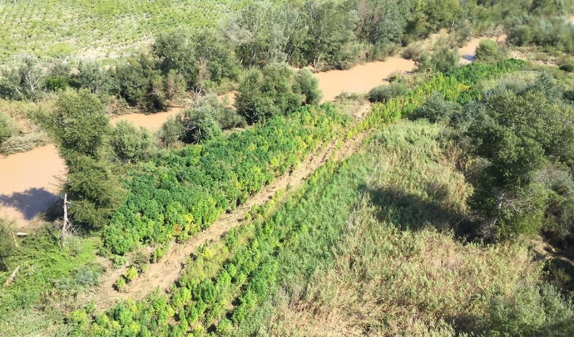Cerignola, maxi sequestro di marijuana: dalla piantagione si potevano ricavare oltre 3 milioni di dosi