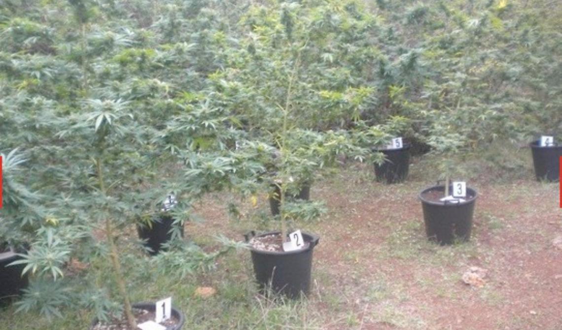 San Nicandro Garganico : piantagione  di marijuana nascosta tra gli alberi del bosco