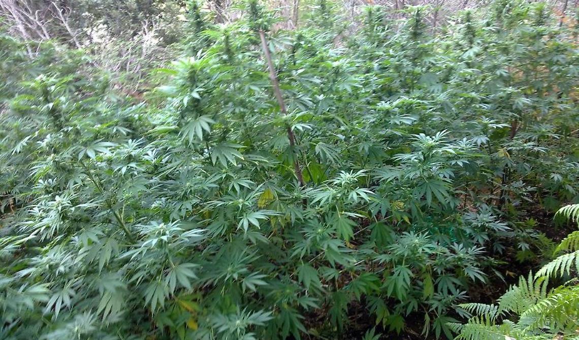 Ordona, scoperta la più grande piantagione di marijuana in Italia: tre arresti