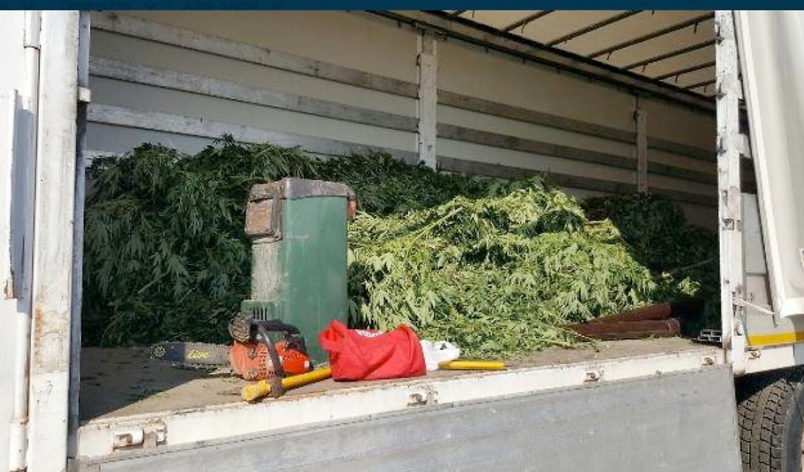 Cinque quintali di marijuana nelle campagne di Cerignola: tre arresti