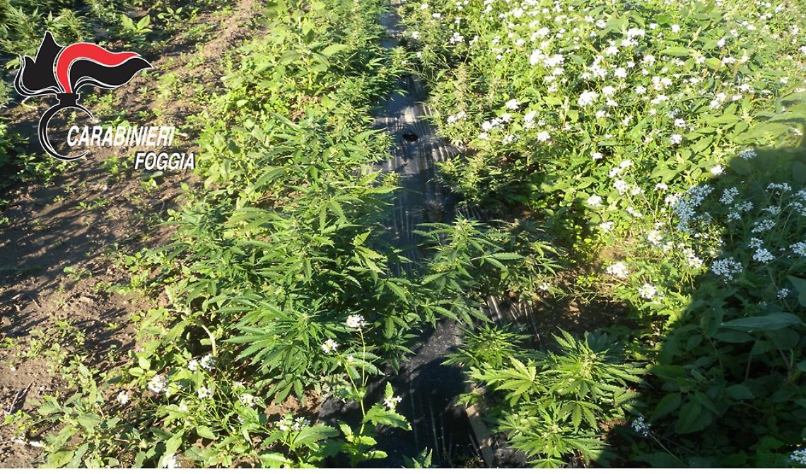 Zapponeta: scoperta l'ennesima piantagione di marijuana 
