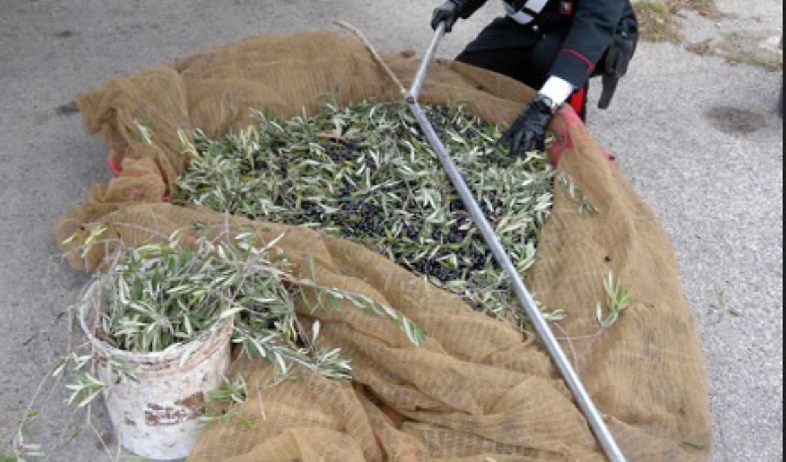 Capitanata, al via la campagna olearia: i carabinieri arrestano ladro di olive