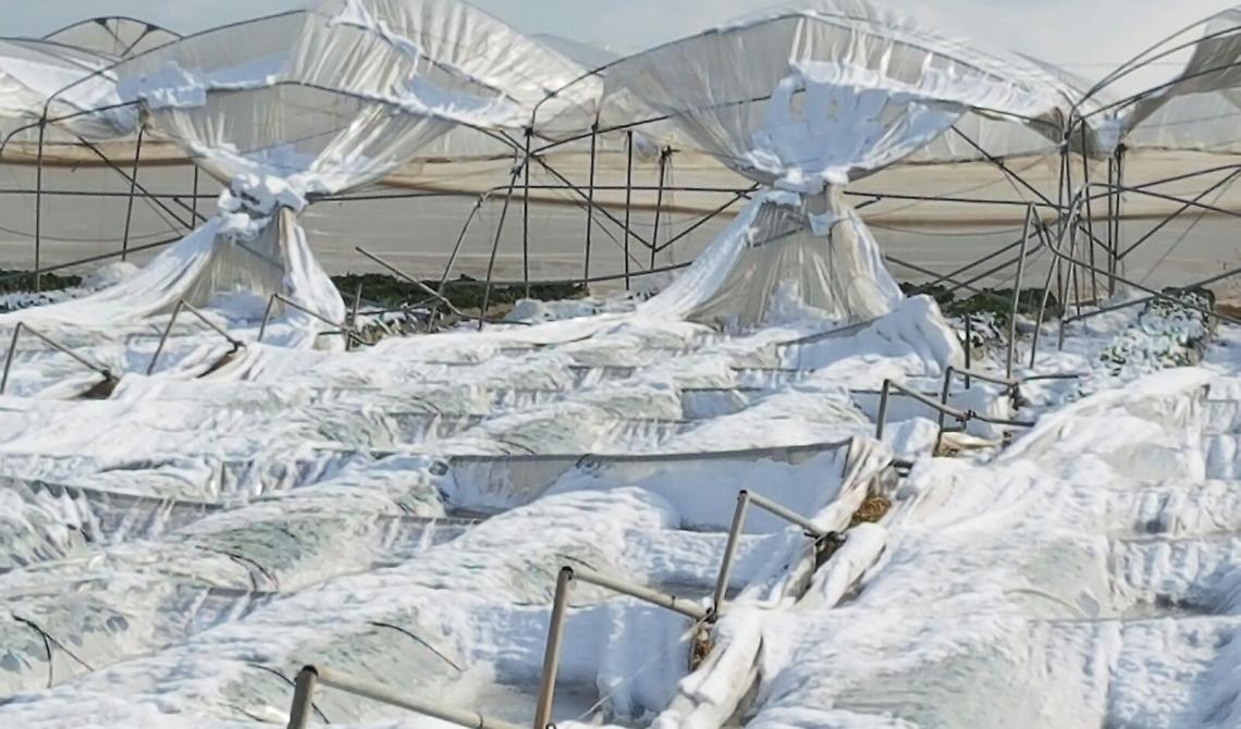 B​raia: emergenza neve comparto agricolo, ​esito sopralluoghi preoccupante 