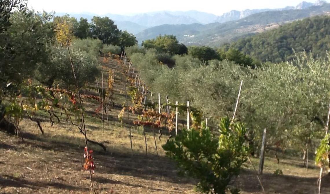 La storia di Andrea ed Elena e della loro creatura : l'azienda Agricola Mantenera di Tricarico 