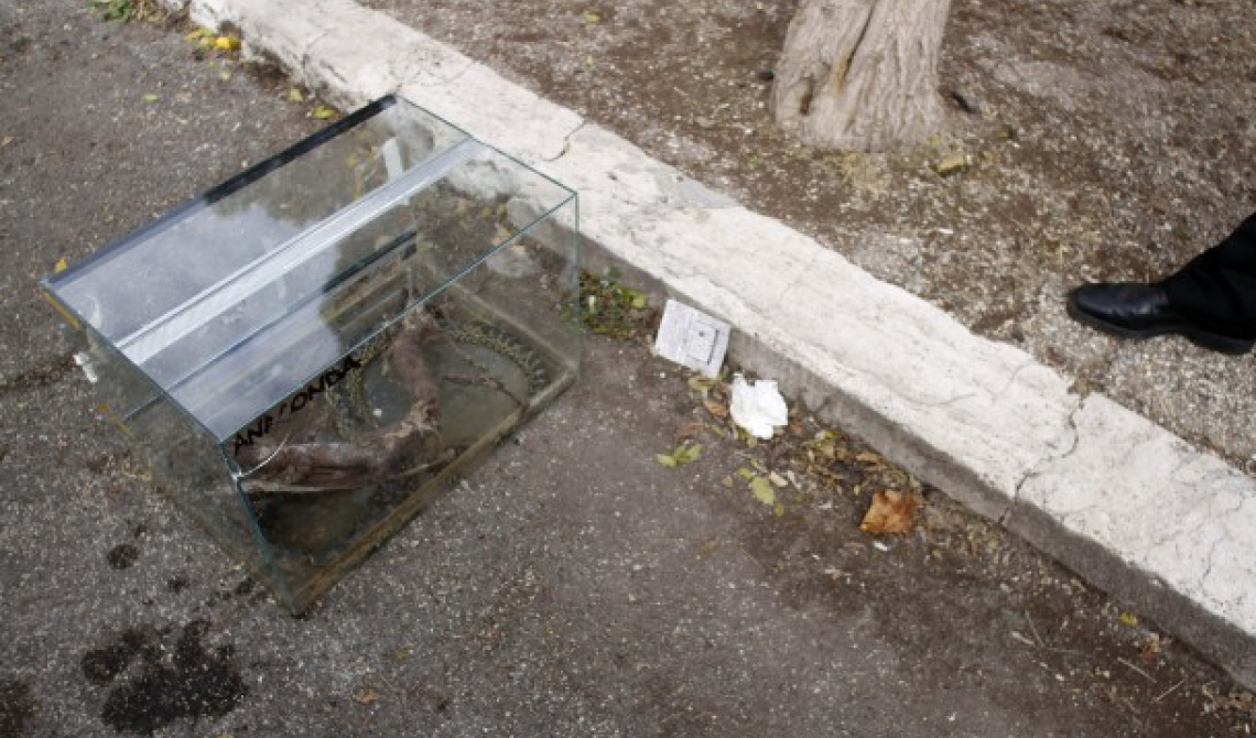 Via Gioberti: spunta un pitone tra i rifiuti foggiani