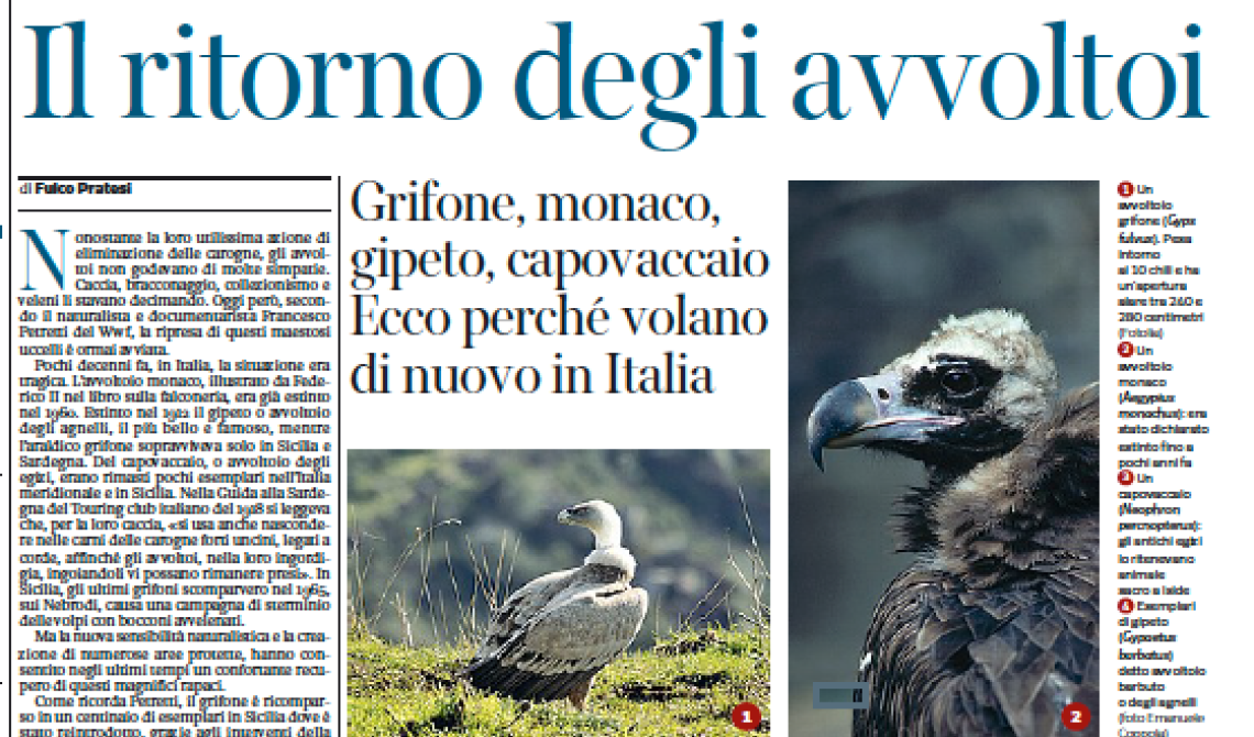 Pollino, dove osano i grifoni