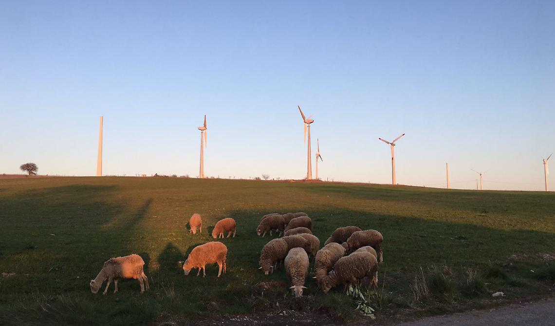 Piani del Mattino: Là dove c'era il verde e volavano gli aironi ora svettano pale eoliche selvaggie