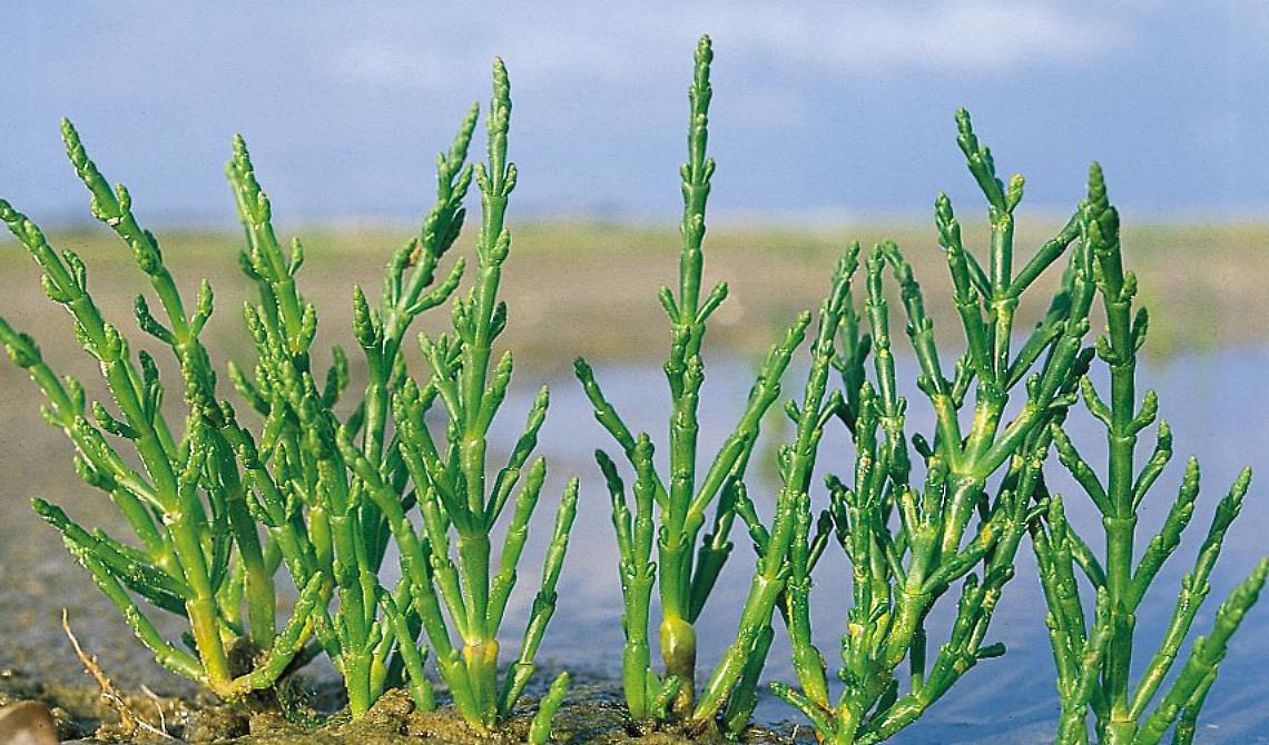E tu ti sei mai innamorato di una Salicornia?