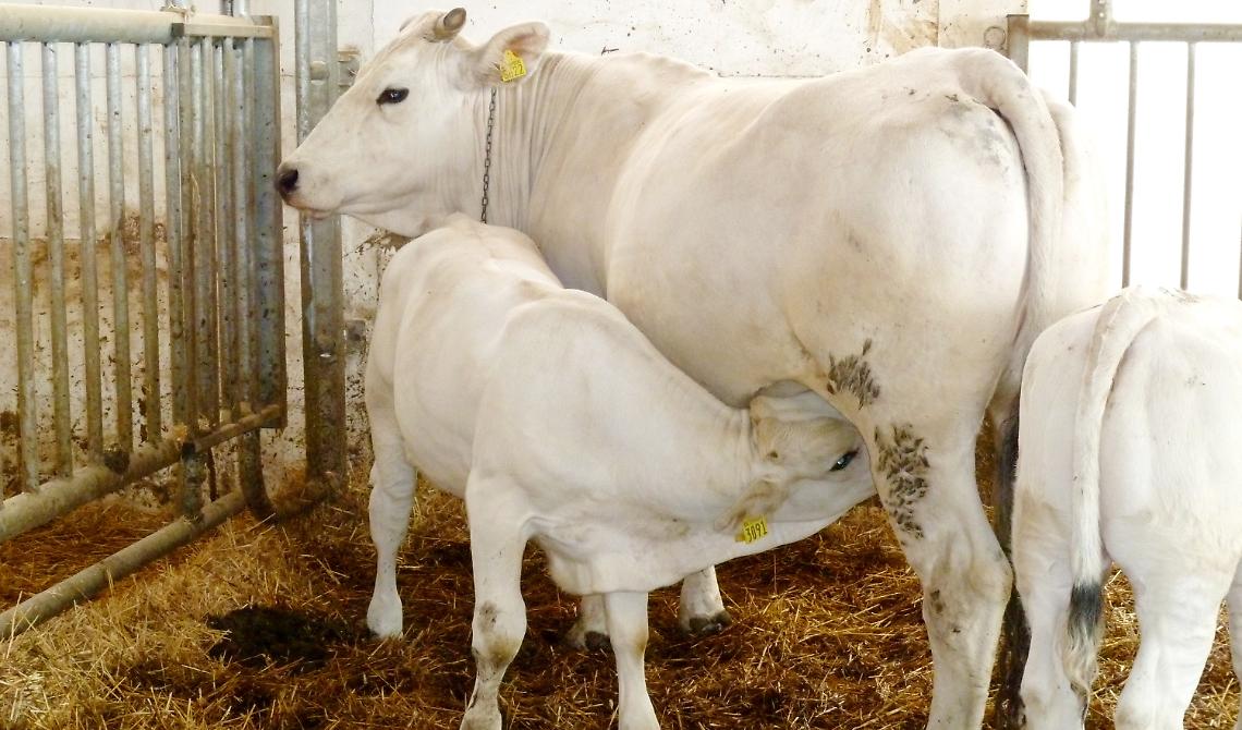 Gli allevatori di mucca marchigiana s'incontrano a Tursi